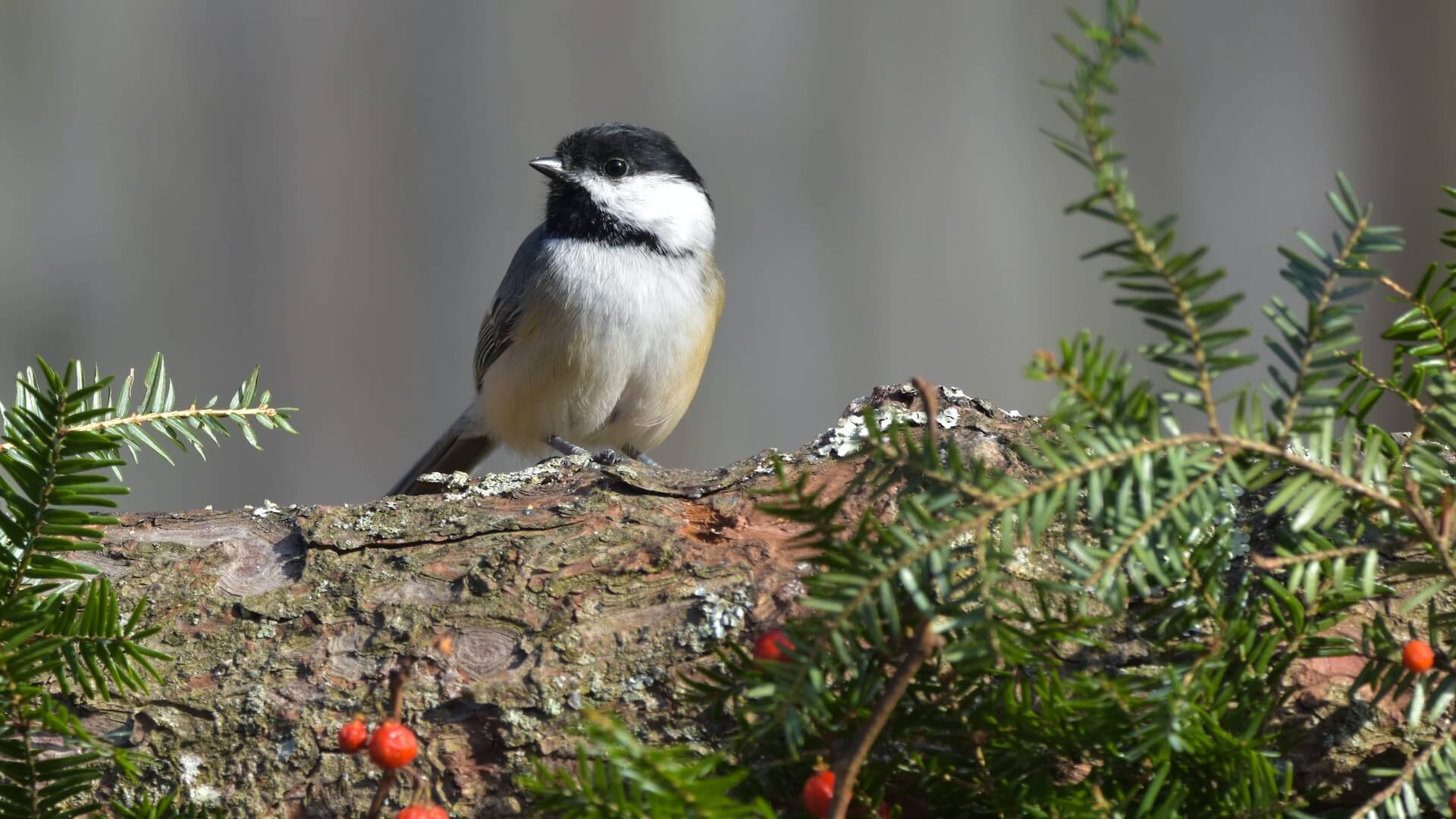 Square Bash #6: Northeast of Osprey Wetlands - Saugeen Field Naturalists