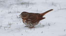 Fox Sparrow