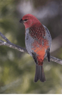 Pine Grosbeak (male)