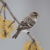 Common Redpoll