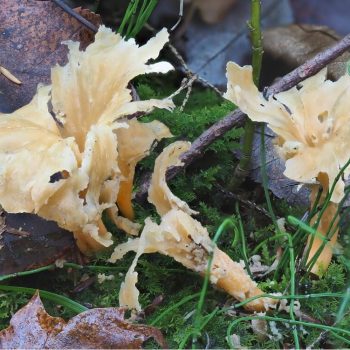 Chanterelle species_2_ZS_retouched