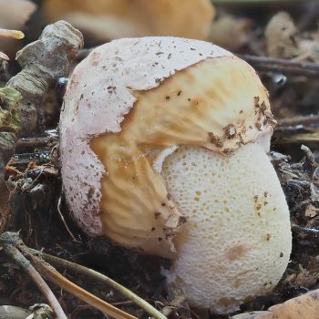 Dune Stinkhorn (Phallus hadriani)_3_ZS