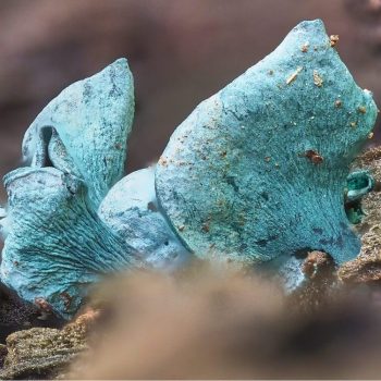 Green Wood Cup (Chlorociboria aeruginascens)_1_ZS _retouched