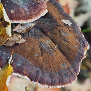 Late Fall Polypore (Resinous Polypore) Ischnoderma resinosum_3_ZS