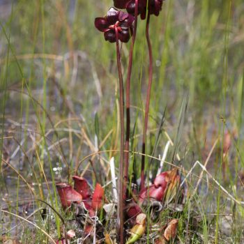 Northern Pitcher Plant