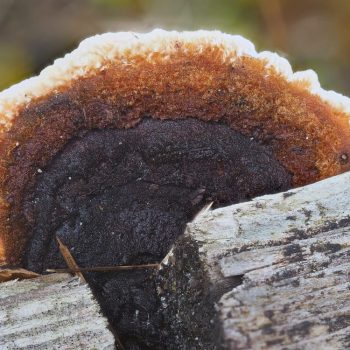 Red-banded Polypore_2_ZS