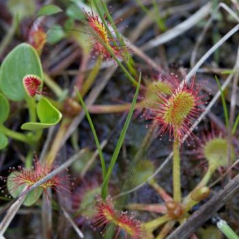 Round Leaved Sundew