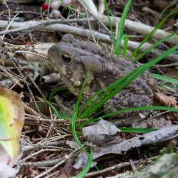 SFN American Toad 0417