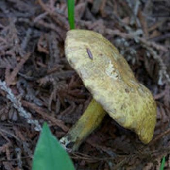 SFN-Boletes-Family-0374