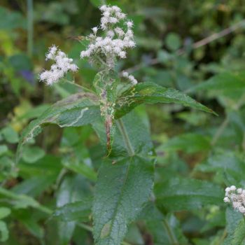 SFN Boneset 0379