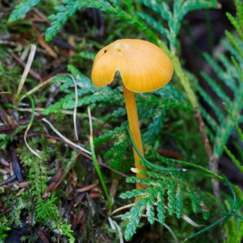 SFN Chanterelle Waxcap 0366