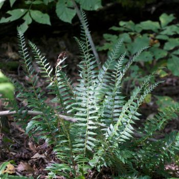 SFN Christmas Fern 9169