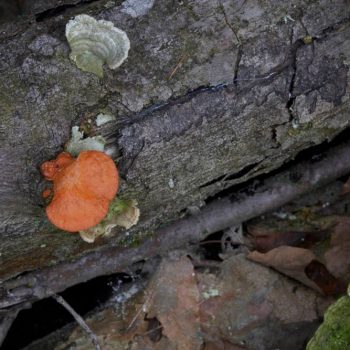 SFN Cinnabar Polypore 0489