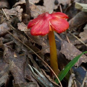 SFN Cronic Waxcap 0453
