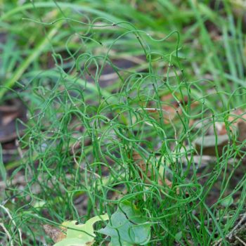 SFN Dwarf Scouring Rush 0429