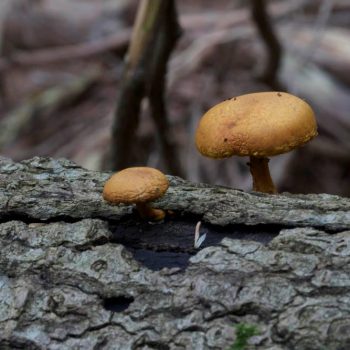 SFN Gymnopilus Species 0457