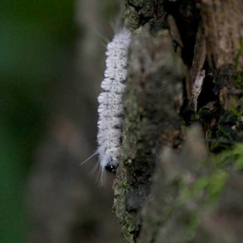 SFN Hickory Tussock Moth Caterpillar 9173