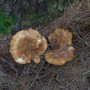 SFN Lactarius Species 0486