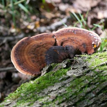 SFN Late Fall Polypore 9171