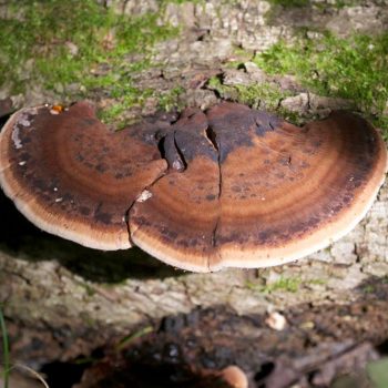 SFN Late Fall Polypore 9181