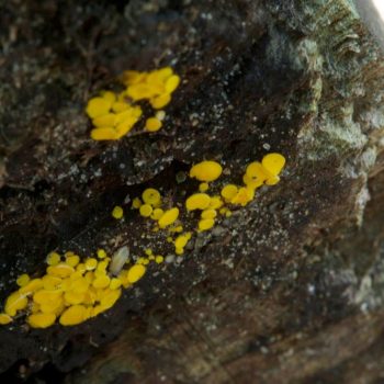 SFN Lemon Drops 0506