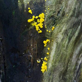 SFN Lemon Drops 0510