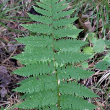 SFN Maidenhair Fern 0425