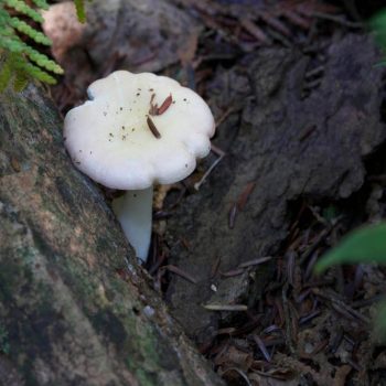 SFN Mushroom 0364
