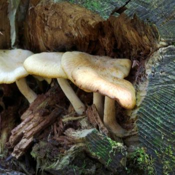 SFN Mushroom 0433