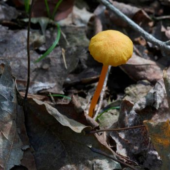 SFN Mushroom 0445