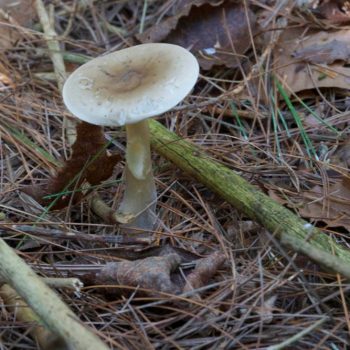 SFN Mushroom 0481