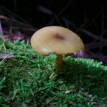 SFN Mushroom 0494