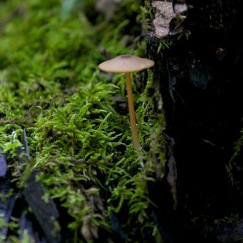 SFN Mushroom 9177