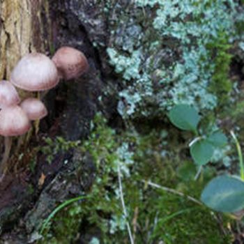 SFN Mycena Family 0372