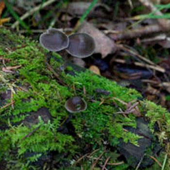 SFN Mycena Family 0386
