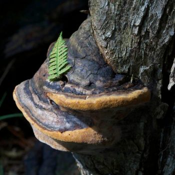 SFN Phellinus Igniarius