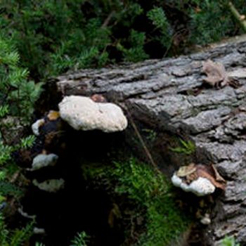 SFN Polypore Type 0410