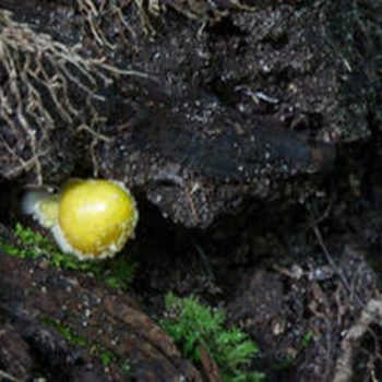 SFN Slime Mould 0440