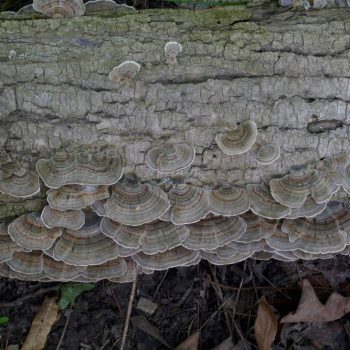 SFN Turkey Tail 0469