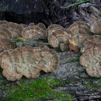 SFN Turkey Tail 0472