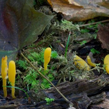 SFN Yellow Earth Tongue 0448