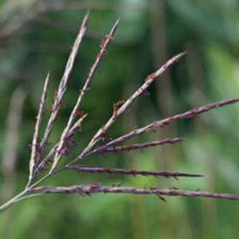 SN-Big Bluestem (Turkey Foot Grass) 9617 photo by Gerard McNaughton