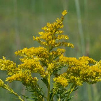 SN-Goldenrod 9661 photo by Gerard McNaughton