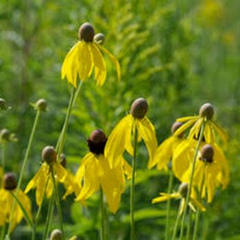 SN-Gray-headed Coneflower 9629 photo by Gerard McNaughton