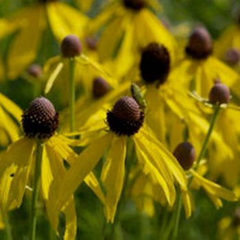 SN-Gray-headed Coneflower 9665 photo by Gerard McNaughton
