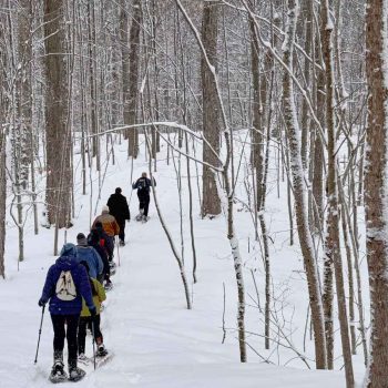 SN Kinghurst Forest hike_17Jan2026 655398