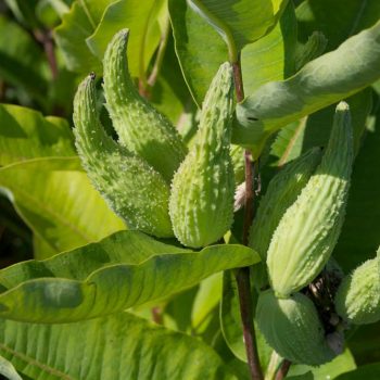SN-Milkweed pods 9688 photo by Gerard McNaughton