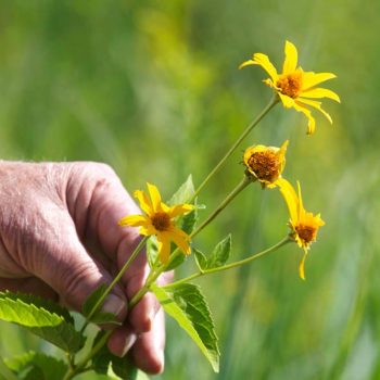 SN-Oxeye (False Sunflower) 8950 photo by Gerard McNaughton
