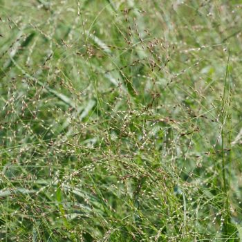 SN-Switchgrass 9641 photo by Gerard McNaughton