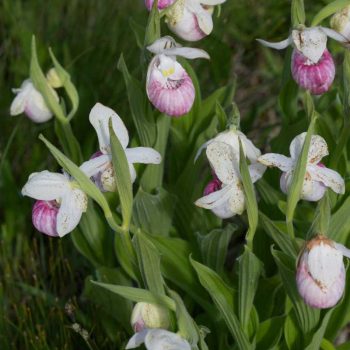 Showy_lady_s_slipper_optimized